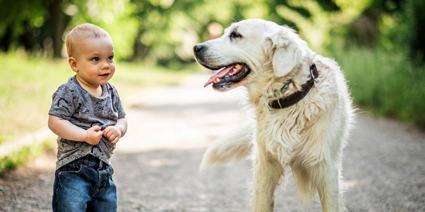 aaltjes niet gevaarlijk voor mensen en huisdieren