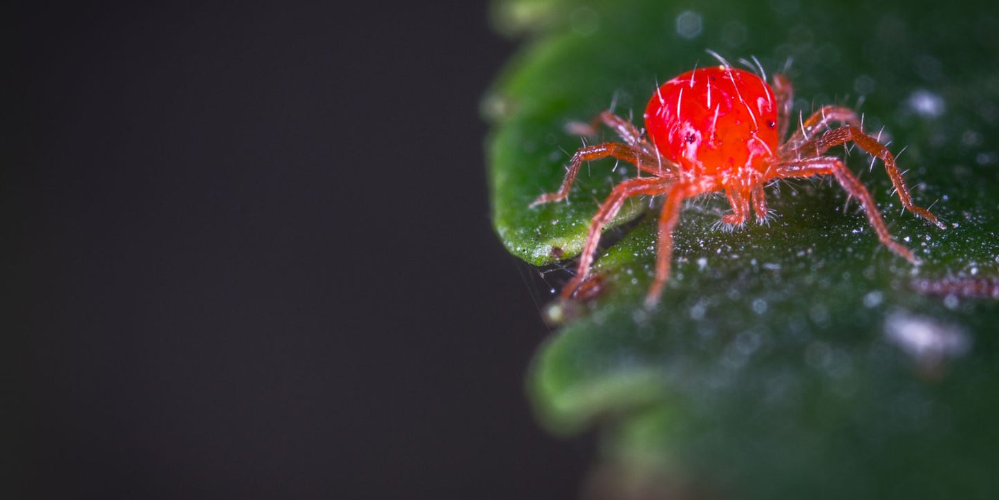 Lok roofmijten die de jonge rouwvliegjes op natuurlijke wijze aanpakken
