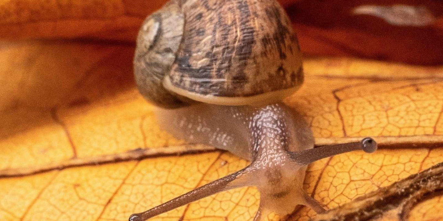 Slakken