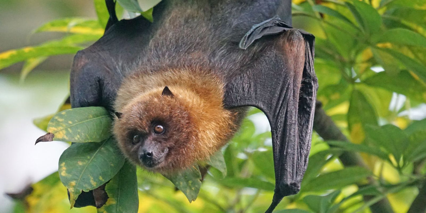 Help vleermuizen je tuin vrij te houden van vliegend ongedierte