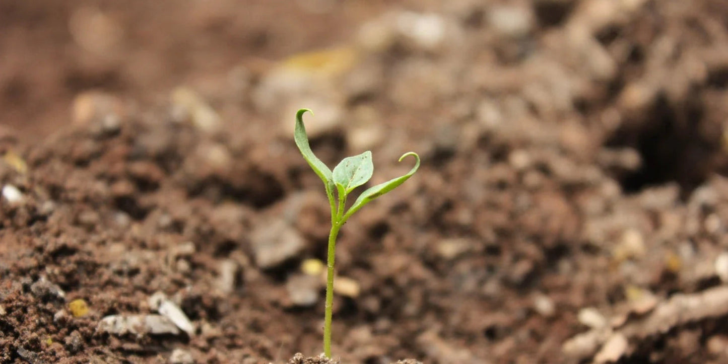 Plantje