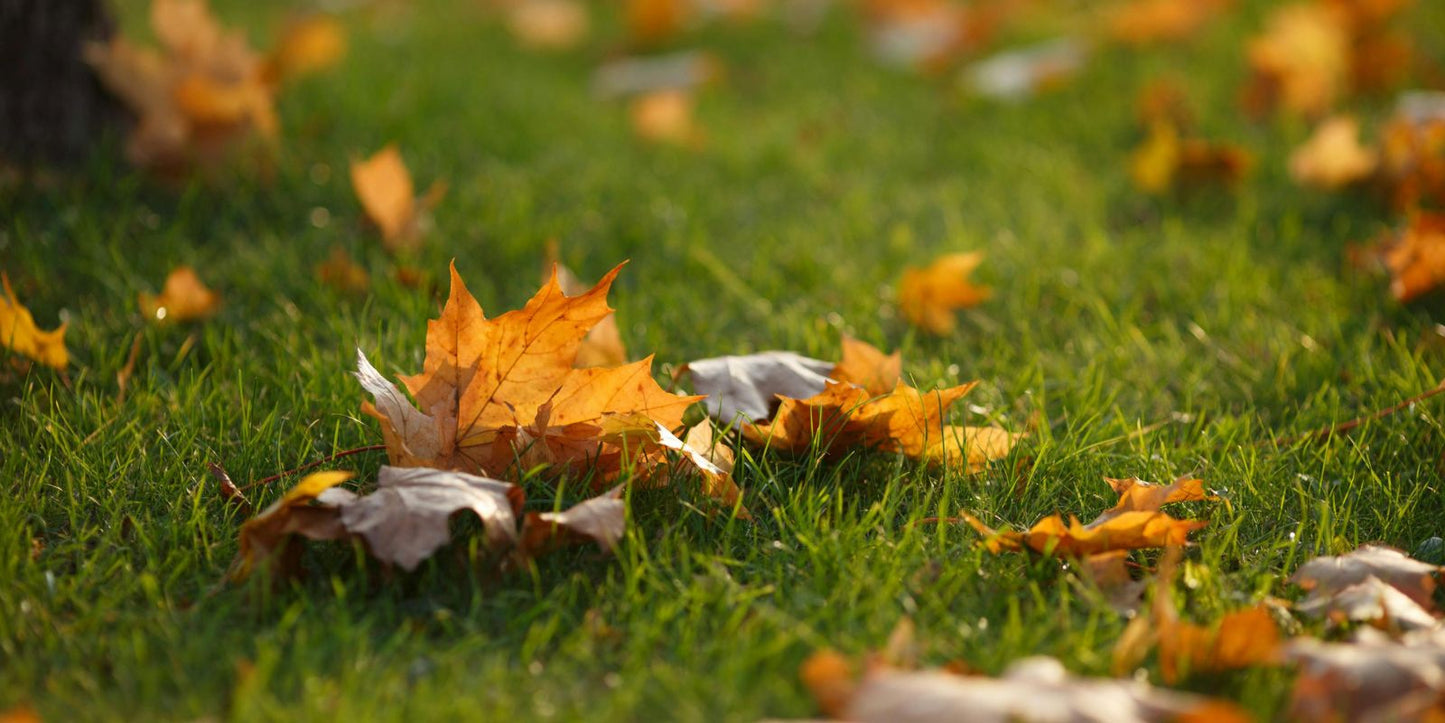 Tuinkalender oktober