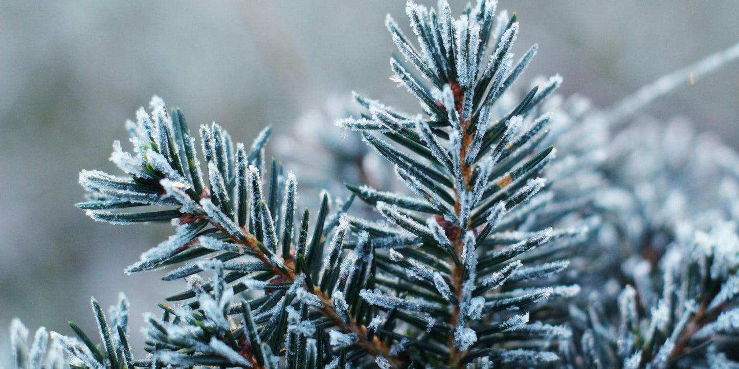 Tuinkalender januari
