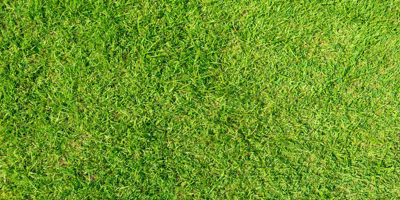 aaltjes groot oppervlakte