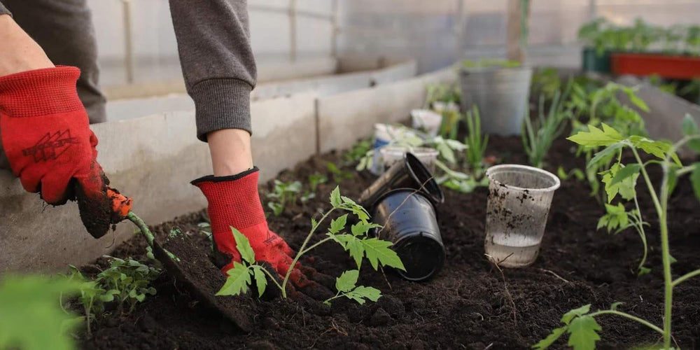 Aaltjes veilig voor moestuin