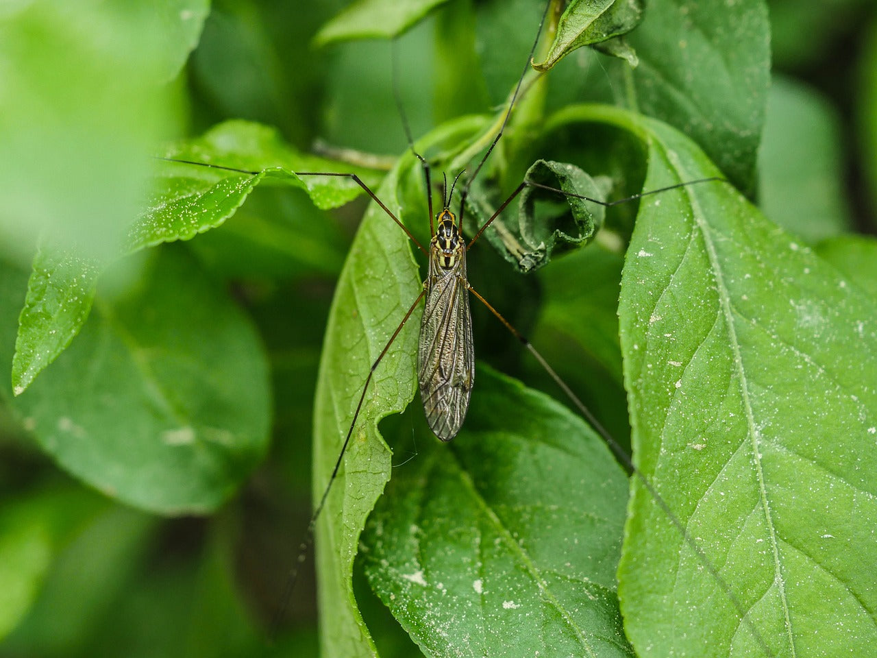 Een gazon zonder emelten? Denk als de natuur!