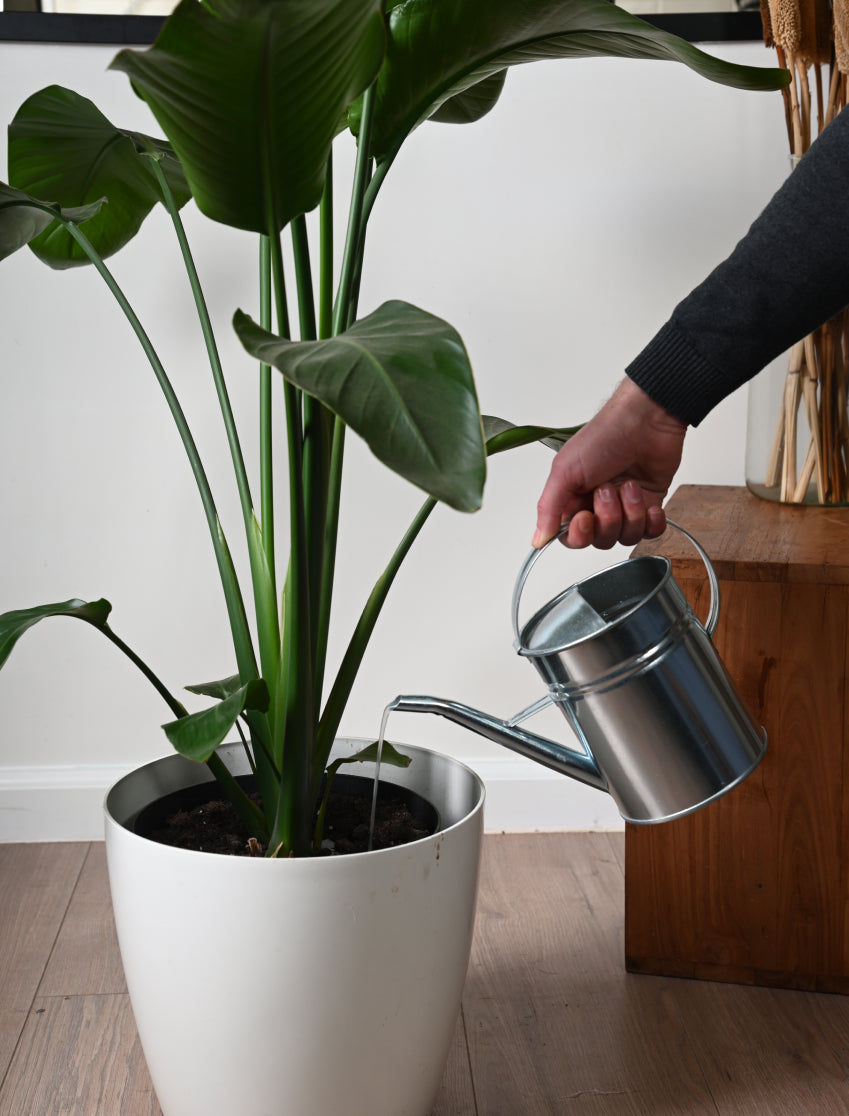 Hoe zet je aaltjes uit bij planten in huis?