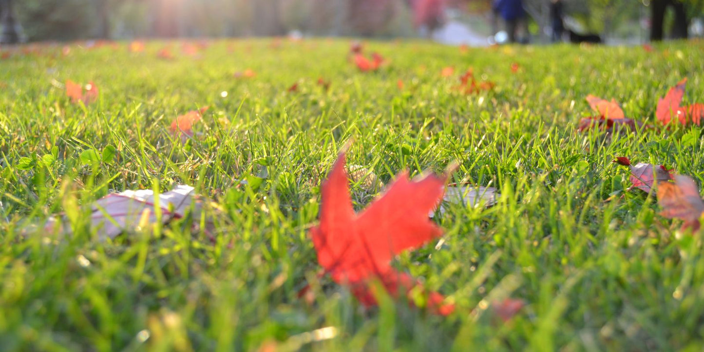 Hoe lang blijven emelten leven?