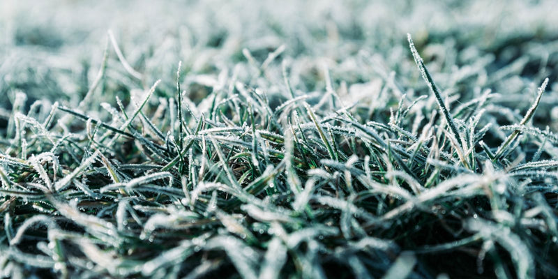 Kun je emelten bestrijden met aaltjes in de winter?