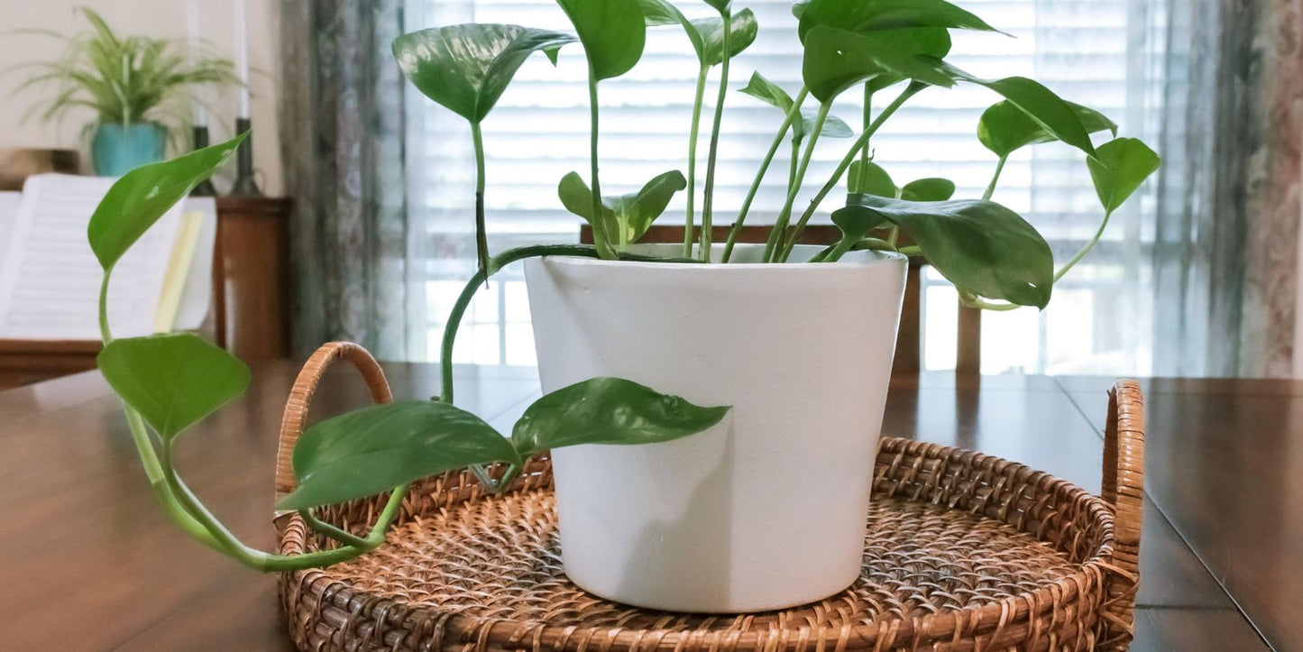 Hoe lang blijven trips leven?