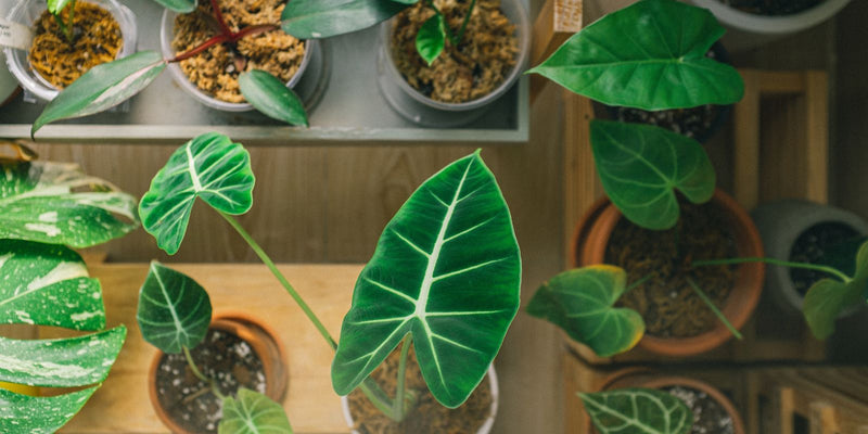 Rouwvliegjes herkennen