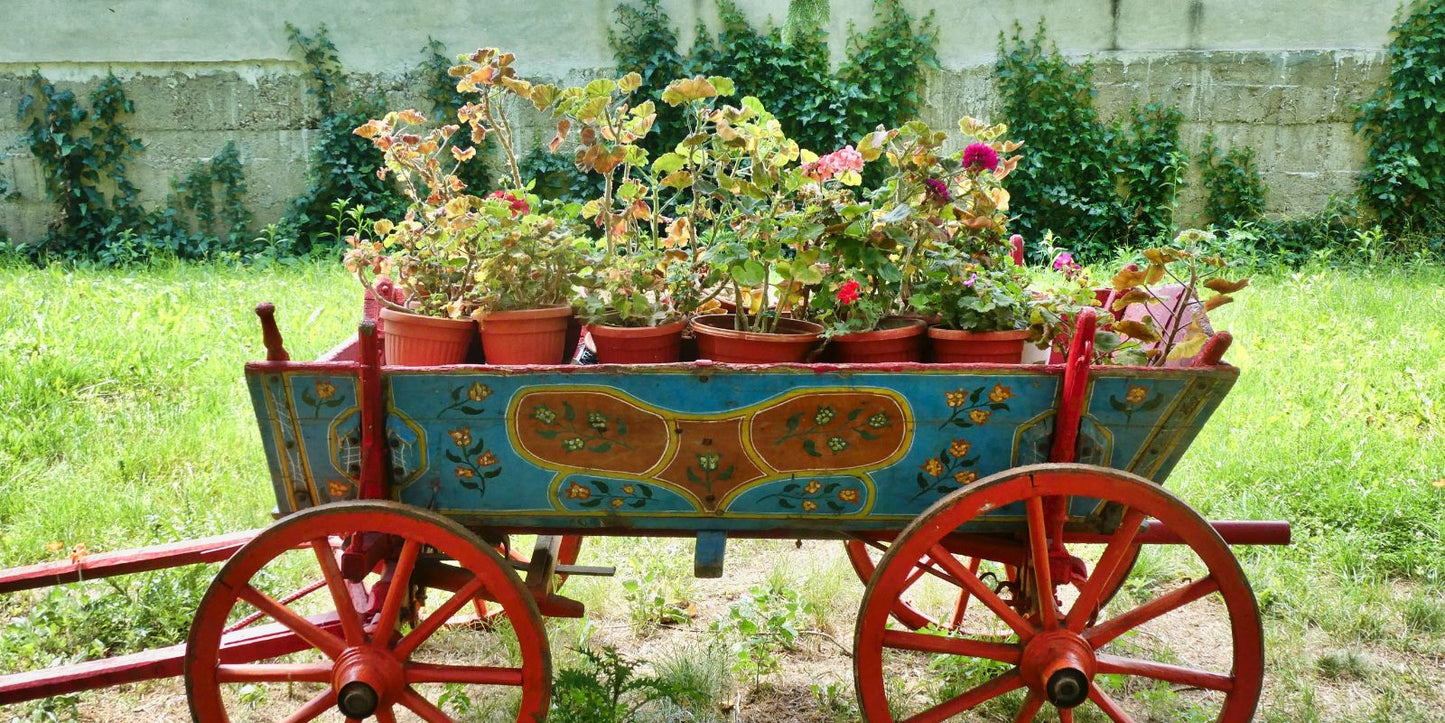 mier plantenbak