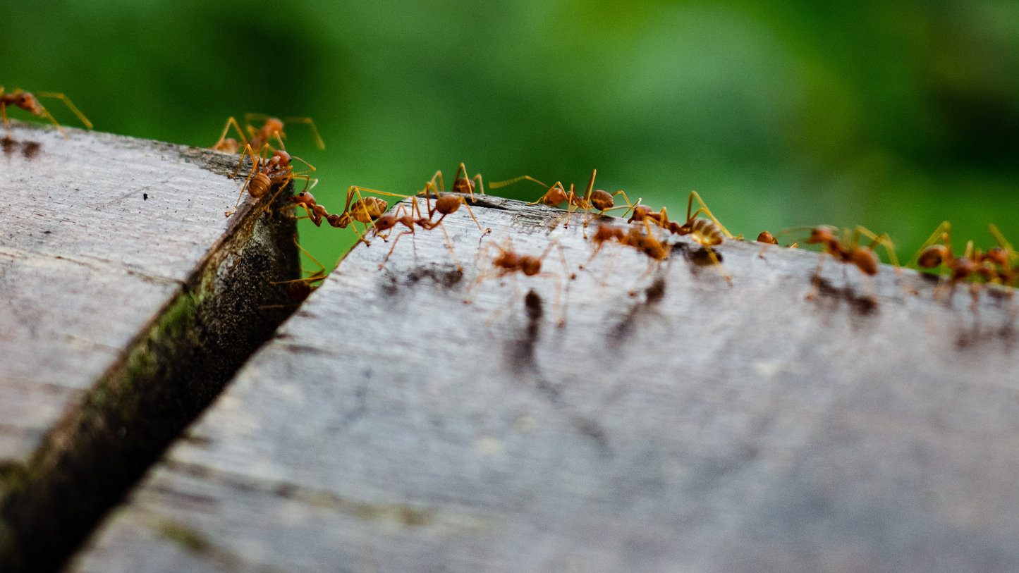 5 Tips om Mieren te Bestrijden