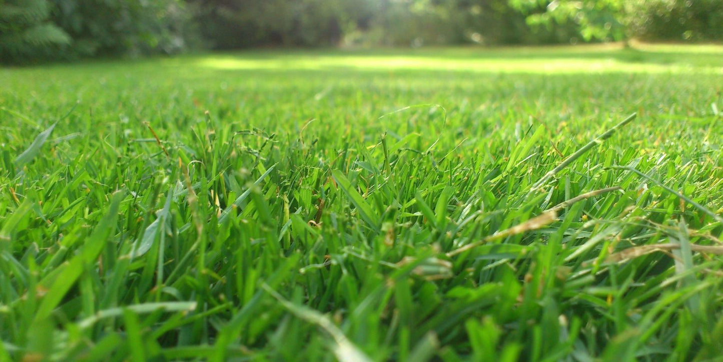 Wanneer kun je mieren het beste bestrijden met aaltjes?