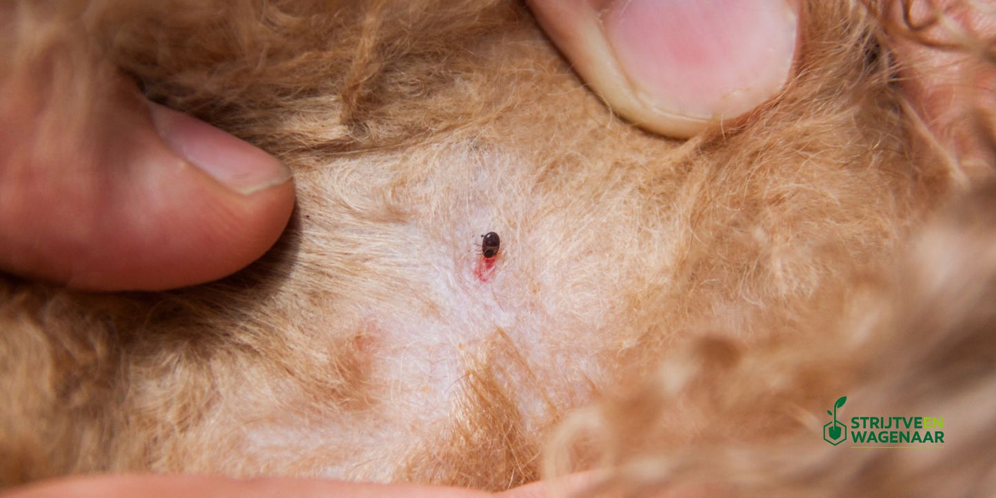 teken en vlooien bestrijden