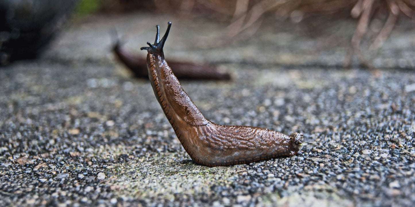 aaltjes tegen slakken reserveren
