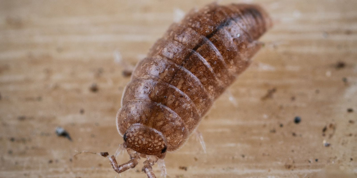 pissebedden bestrijden