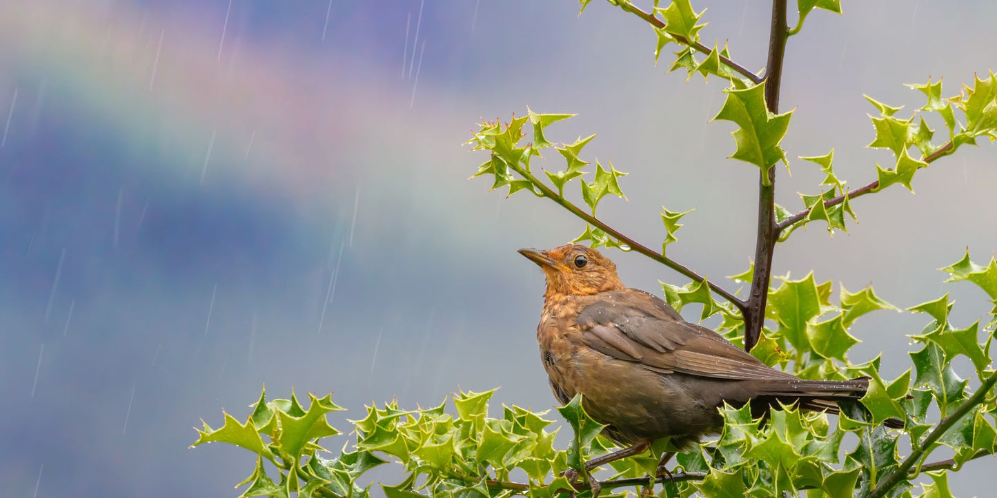 veel ongedierte door regen