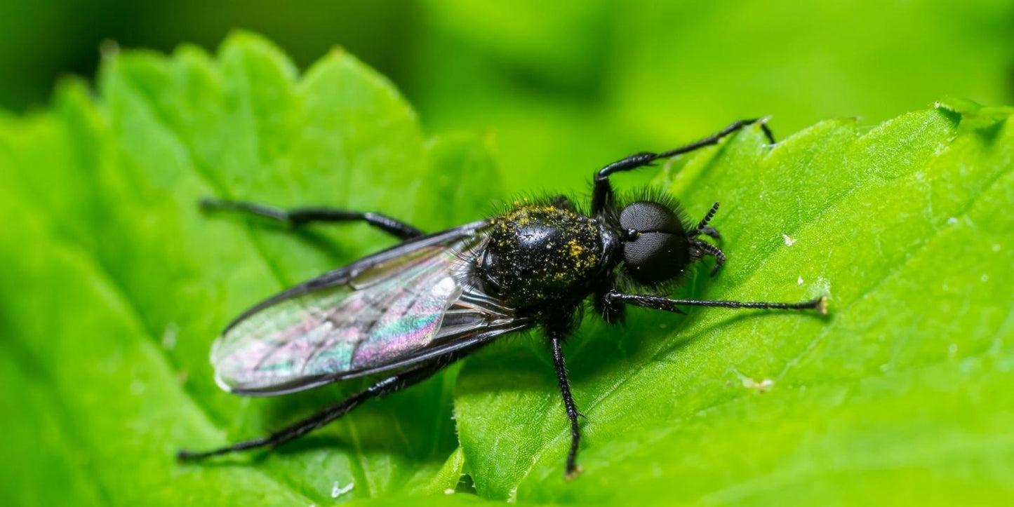 rouwvliegjes bestrijden azijn