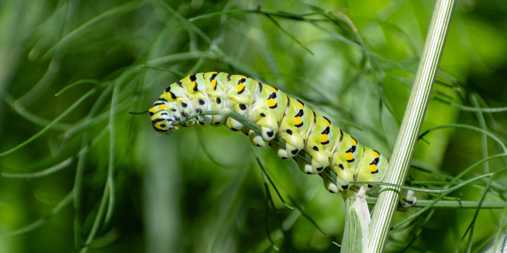 Oma weet raad: help, rupsen vallen mijn groentetuin aan! Zo los je het op