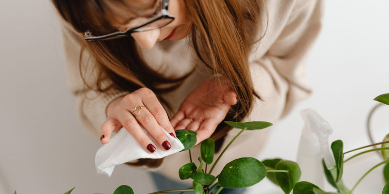 heeft mijn plant water, licht of voeding nodig