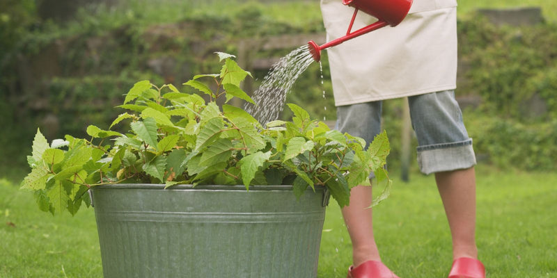 aaltjes preventief inzetten