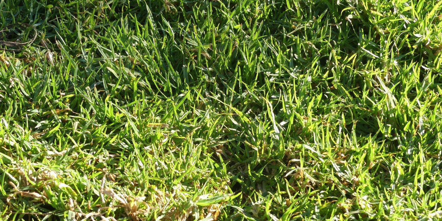 Engerlingen bestrijden met kalkcyanamide