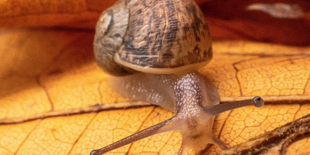 Slakken