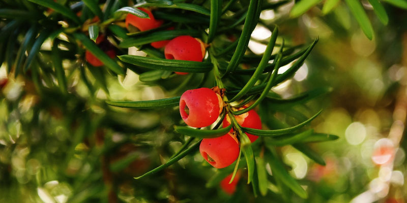 Kun je taxuskevers bestrijden met aaltjes in de winter?