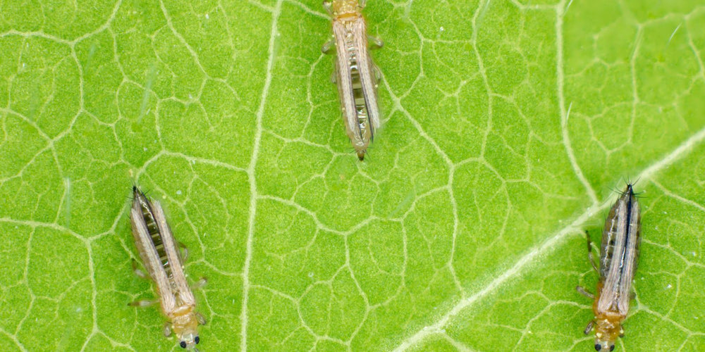 Trips bestrijden azijn
