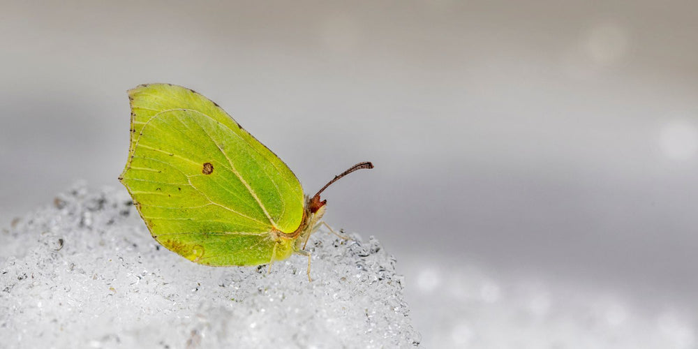 Kun je rupsen bestrijden met aaltjes in de winter?