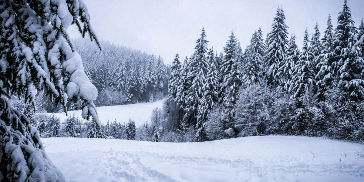 Kun je rouwvliegjes bestrijden met aaltjes in de winter?