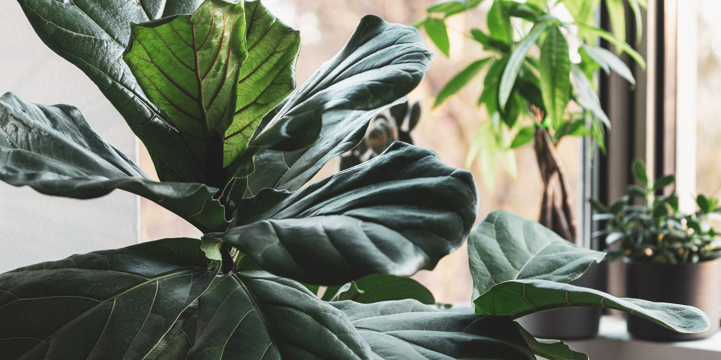 rouwvliegjes kamerplant