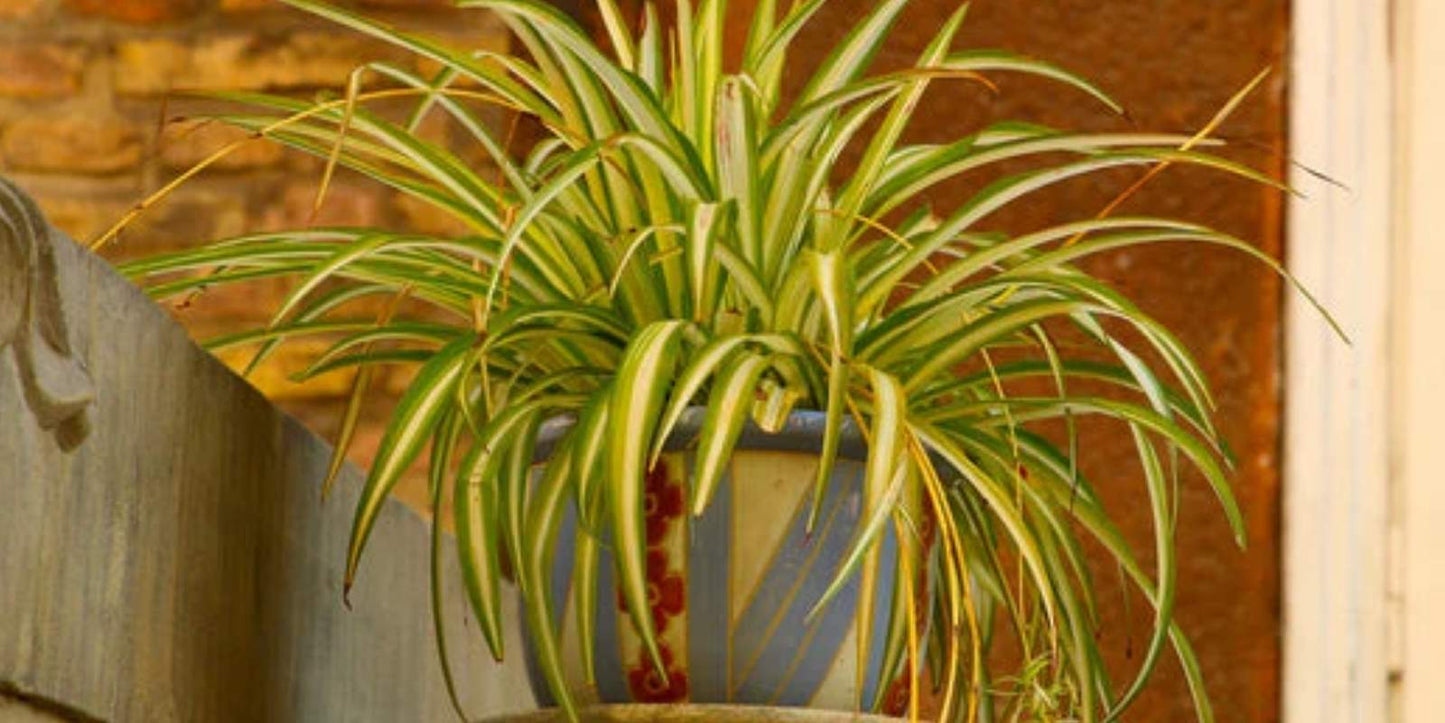 kamerplant