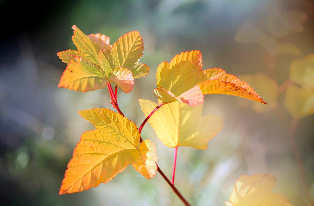 Wanneer Kan Je Nieuwe Planten in de Tuin Zetten?| Plantvoeding Tips