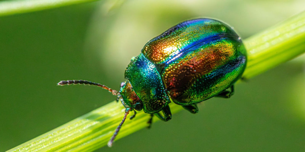 taxuskevers bestrijden