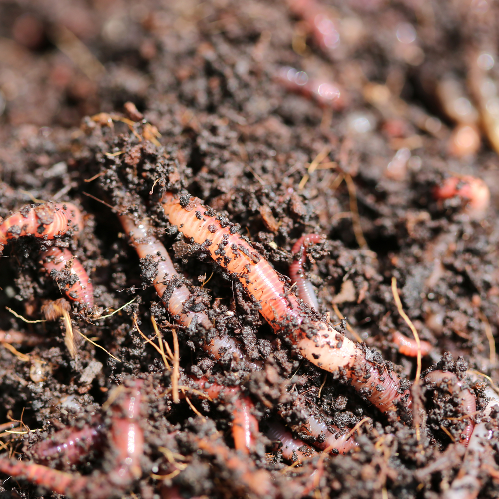 Aaltjes tegen plagen op het gazon