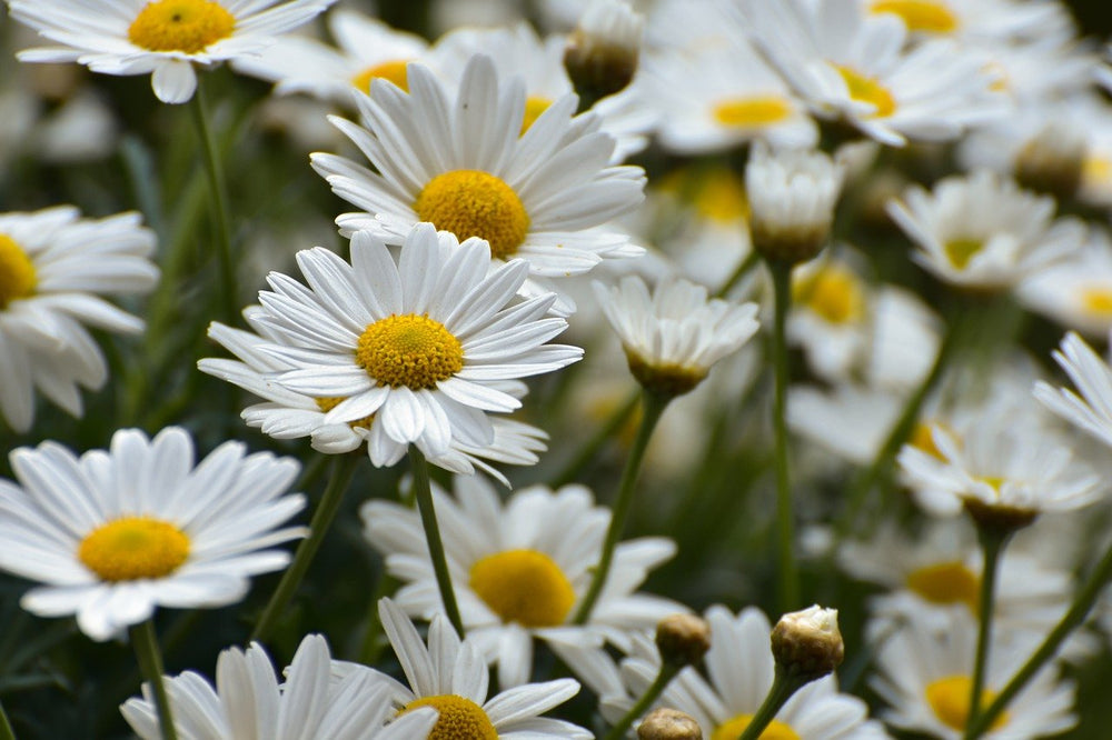 bloemetjes