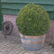 Plantenbak 47×69 cm