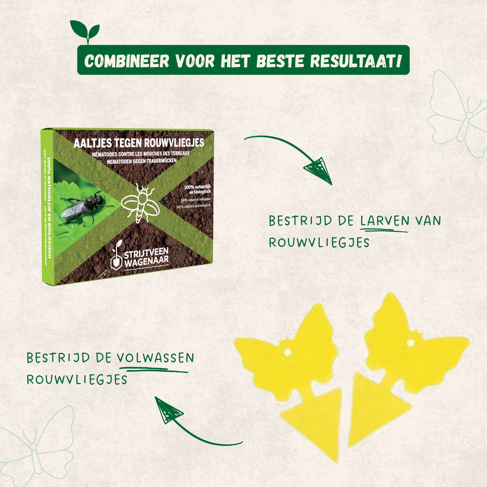 
                      
                        Nematodes against Mourning Flies
                      
                    