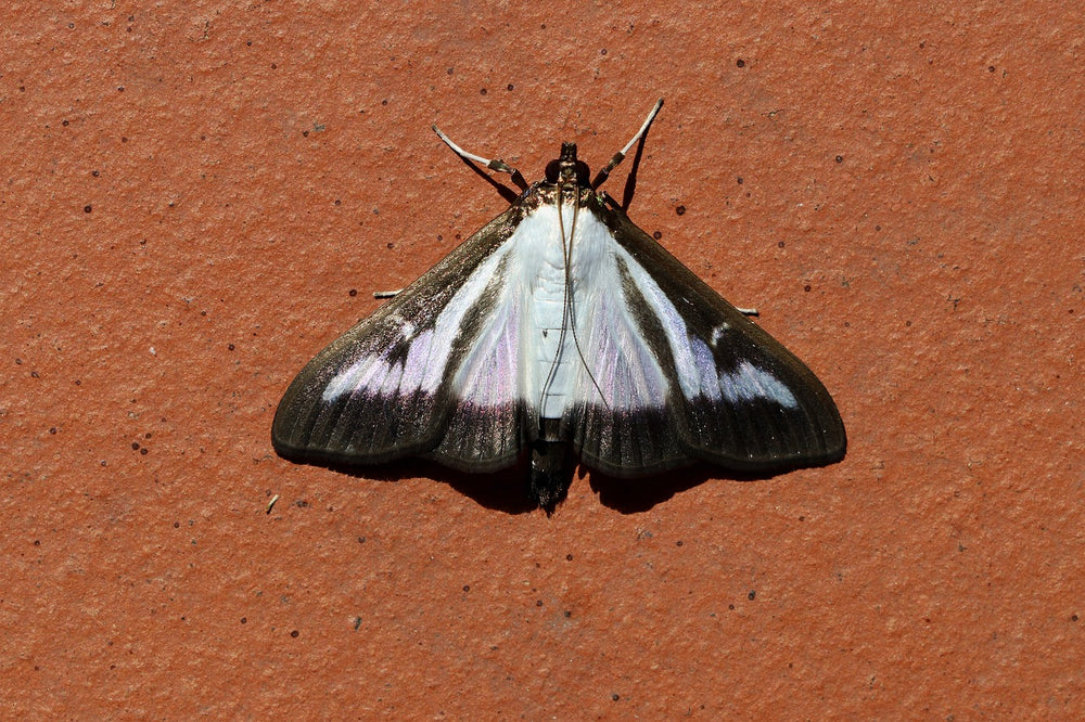 Papillons du buis