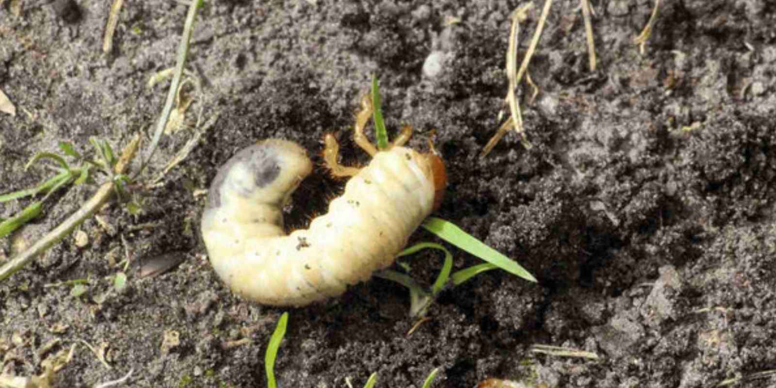 Engerlingen bestrijden? Zo doe je dat gifvrij.