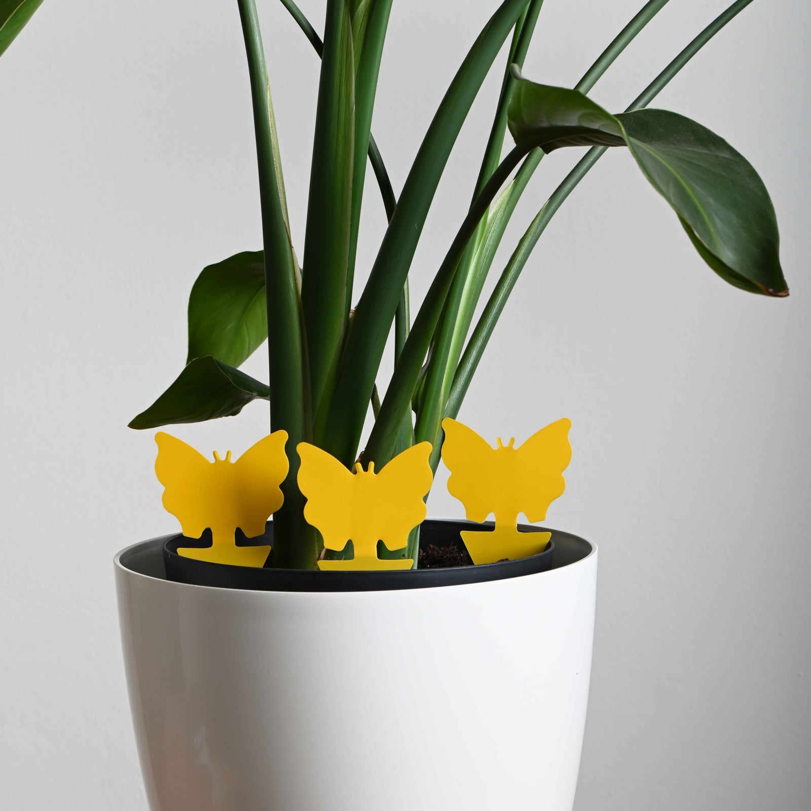 Last van vliegjes, slakken of ander hardnekkig gekrioel?