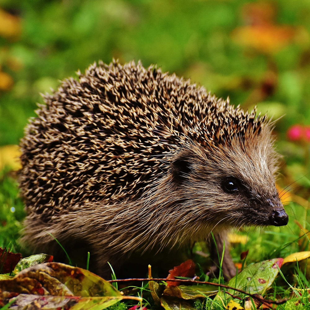 Trekt natuurlijke vijanden aan