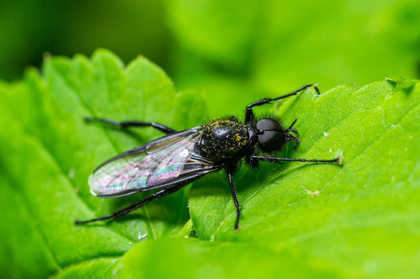 Aaltjes Tegen Ongedierte
