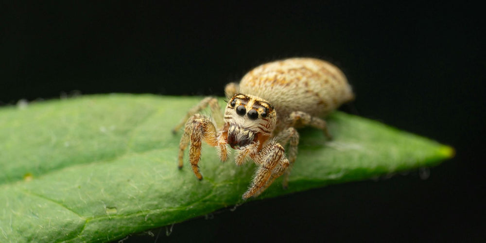 Spinnmilben