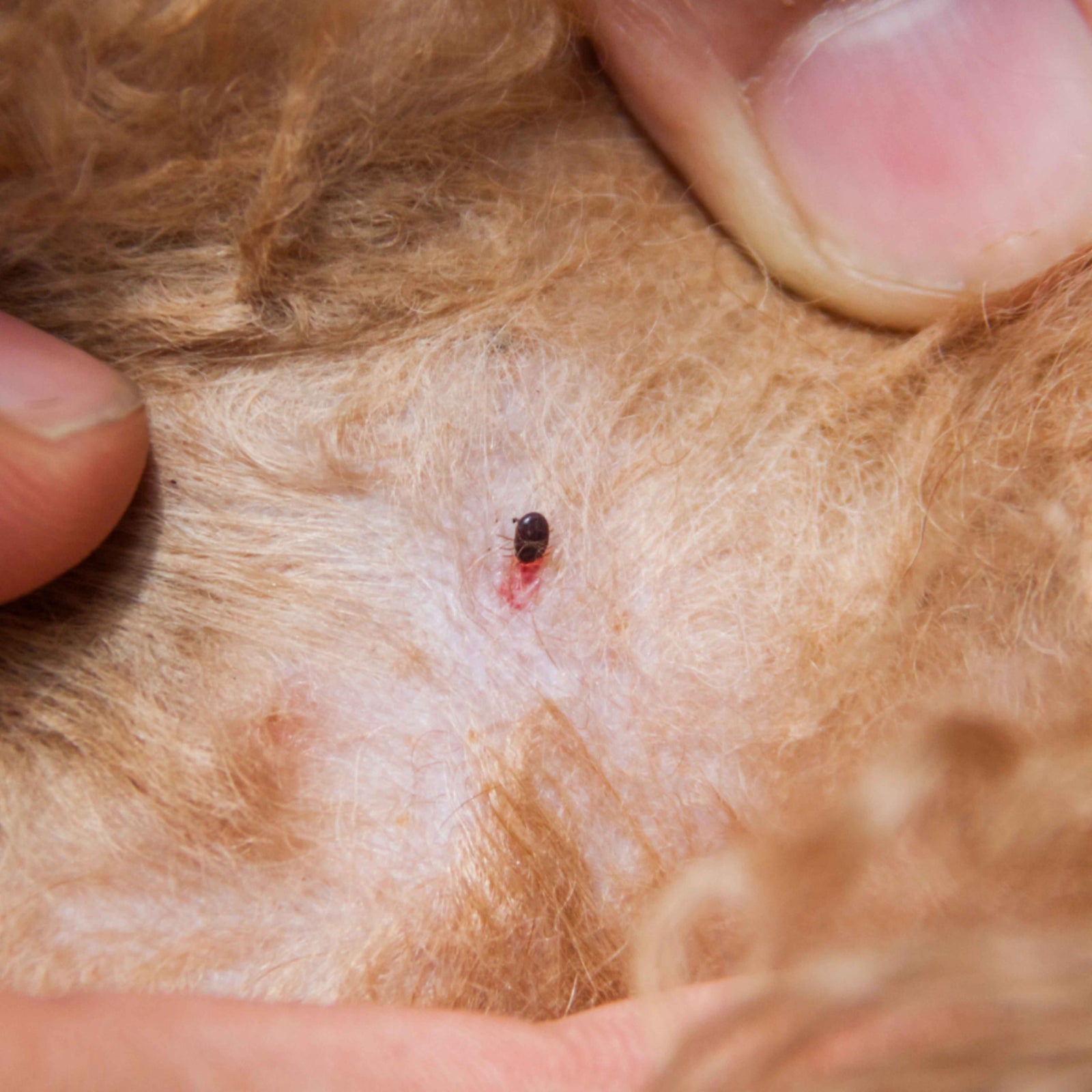 Teken en vlooien bestrijden? Zo doe je dat gifvrij.