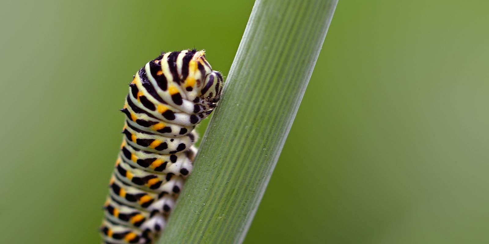 Rupsen bestrijden? Zo doe je dat gifvrij.