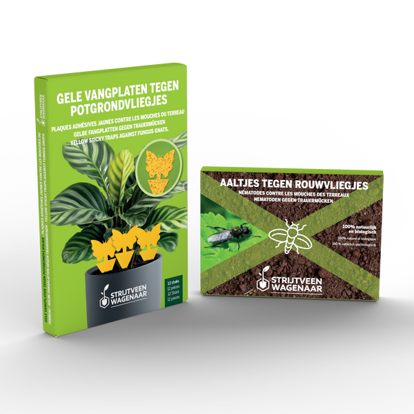 Steinernema Feltiae Nematodes against Fungus gnats + Yellow Sticky Traps